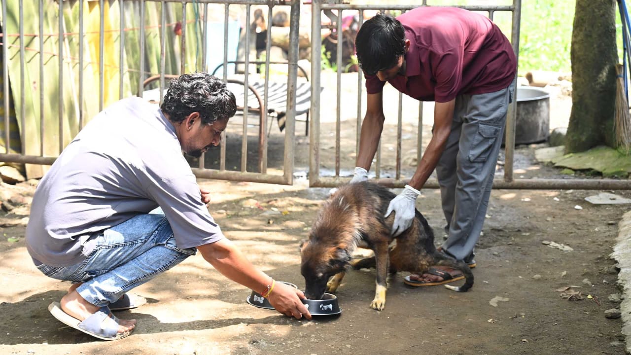 Stray Dogs Image 4